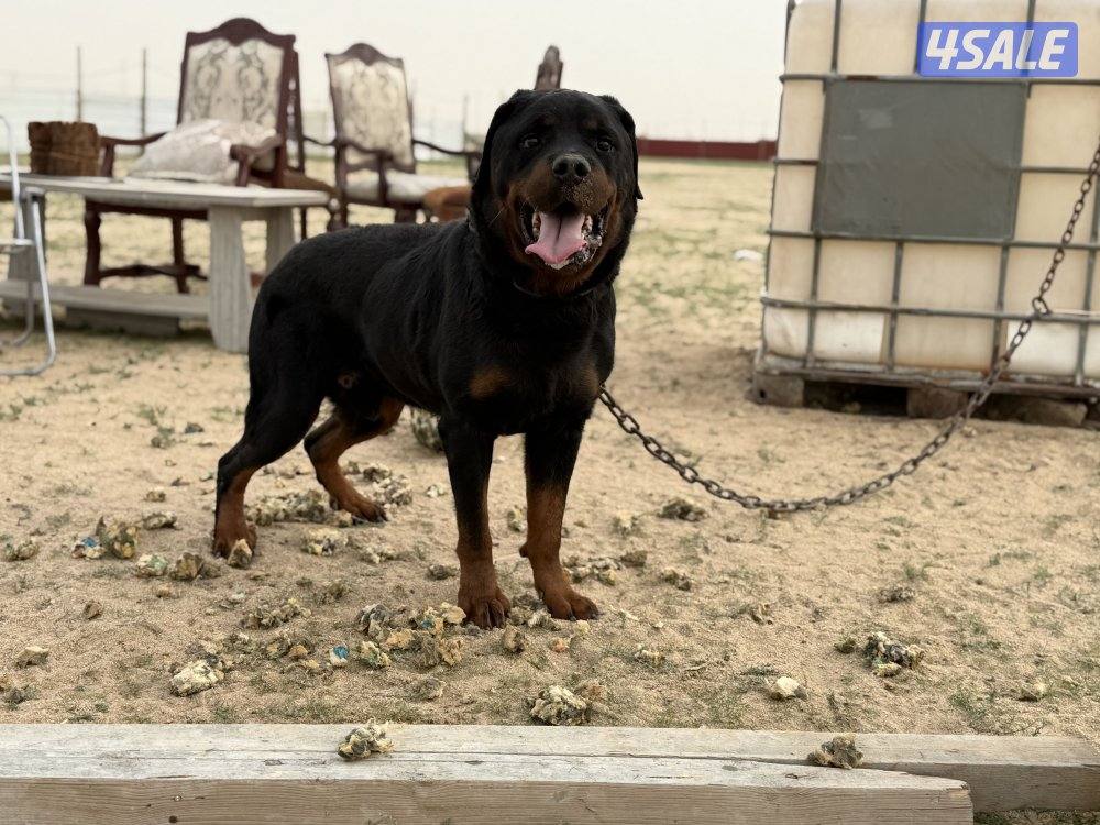 للبيع نثيه وفحل رواته النثيه صارفه3