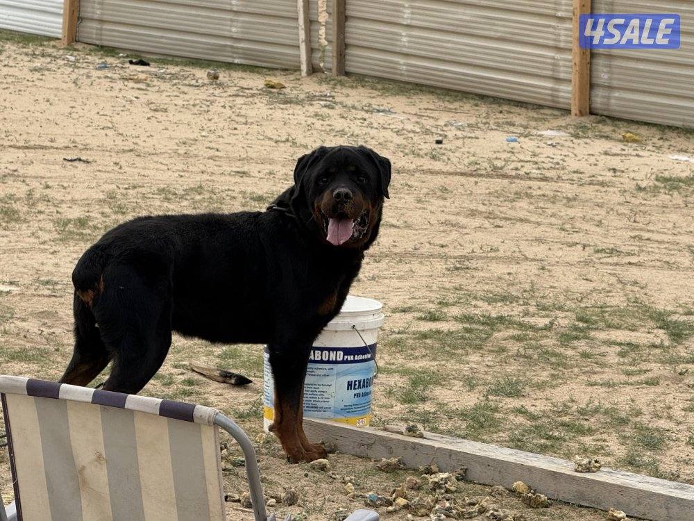 للبيع نثيه وفحل رواته النثيه صارفه4