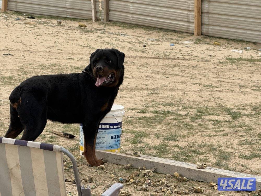 للبيع نثيه وفحل رواته النثيه صارفه6