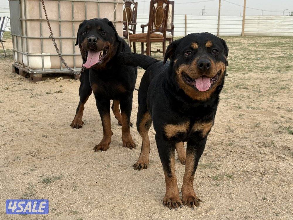 للبيع نثيه وفحل رواته النثيه صارفه7