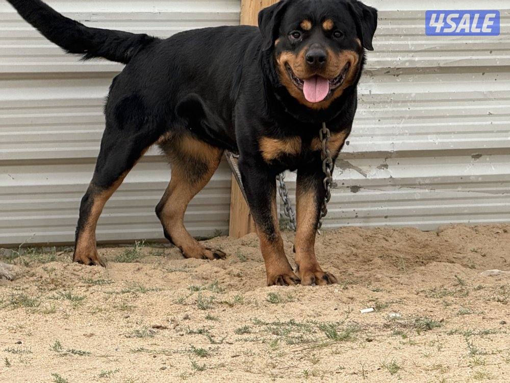 للبيع نثيه وفحل رواته النثيه صارفه9