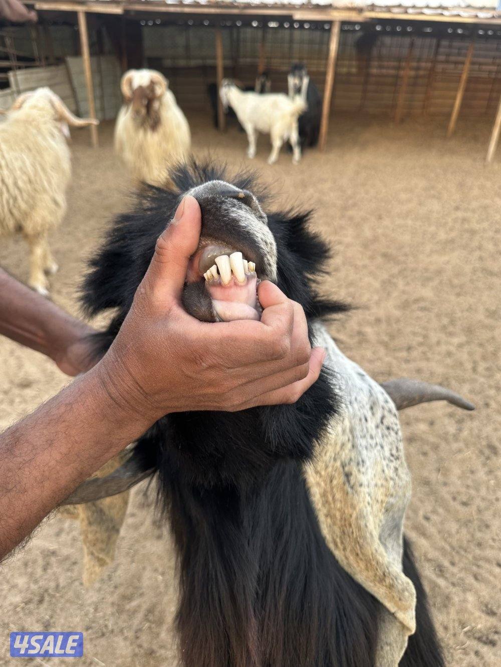 للبيع تيس ثني طيب0