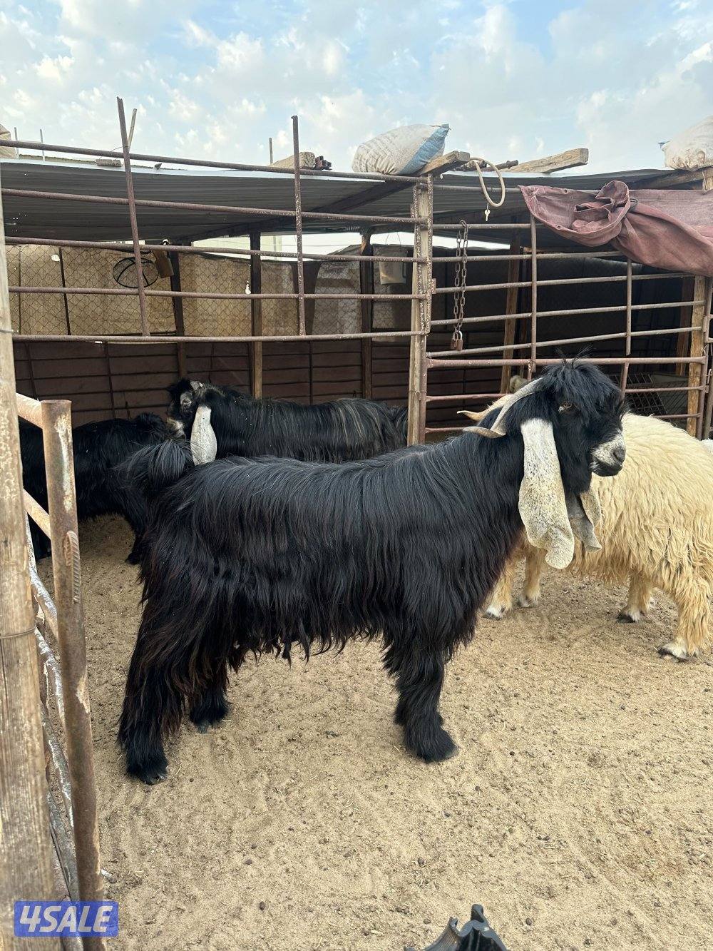 للبيع تيس ثني طيب1