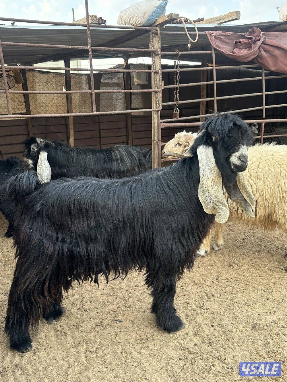 للبيع تيس ثني طيب2