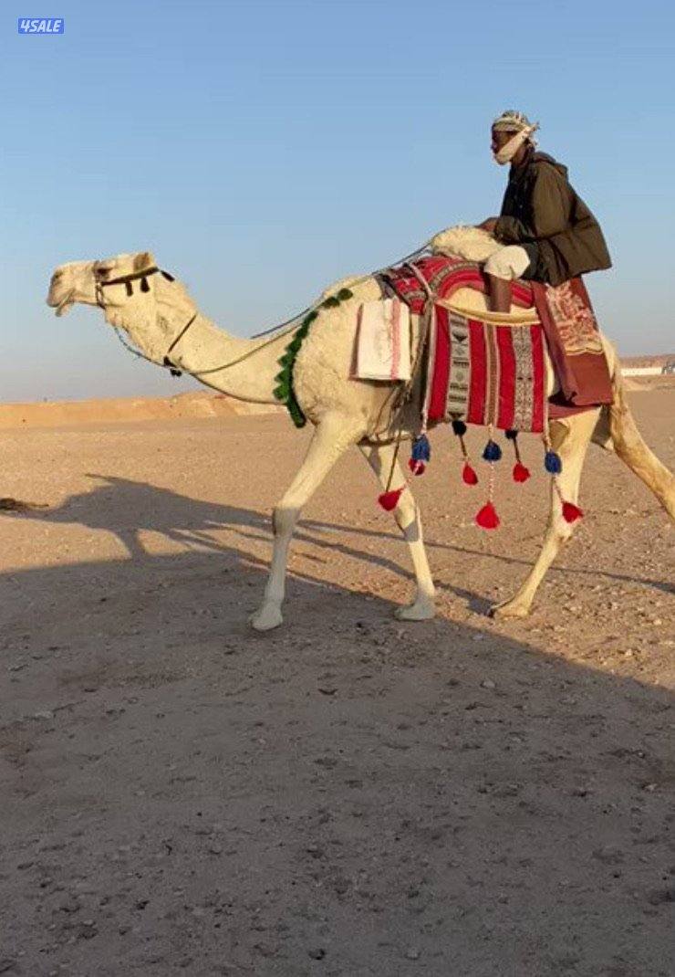 مطلوووب رحول اباعر0