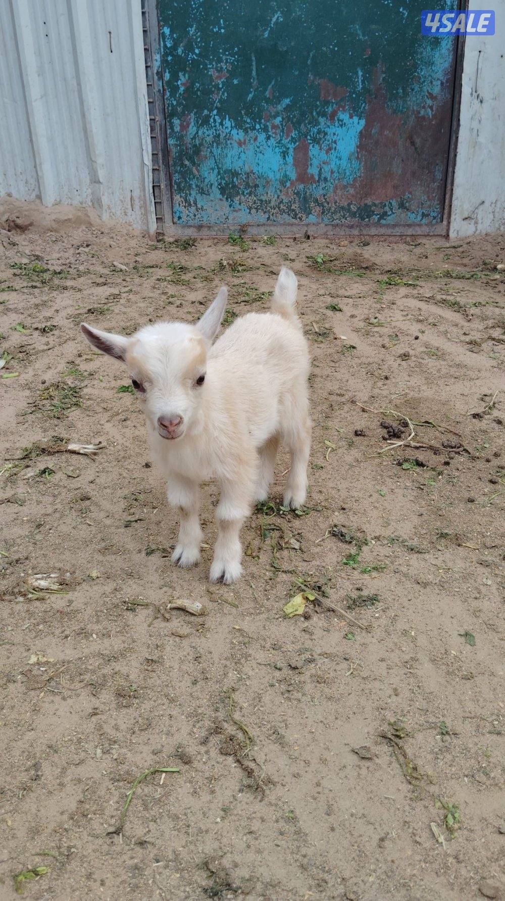 تيوس جيكية للبيع1