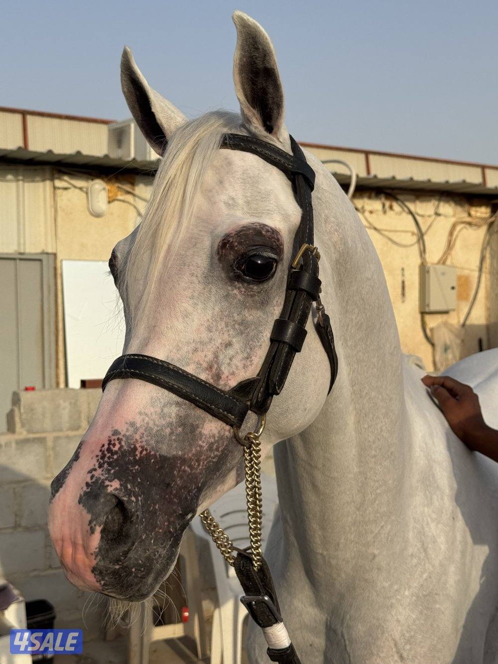 للبيع فحل ولد شمال الخالدية مواليد ٢٠٢٠ الطول ١٥٤1