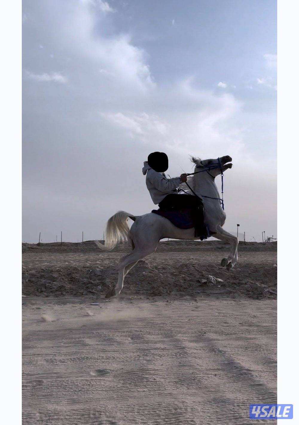 للبيع فحل ولد شمال الخالدية مواليد ٢٠٢٠ الطول ١٥٤0