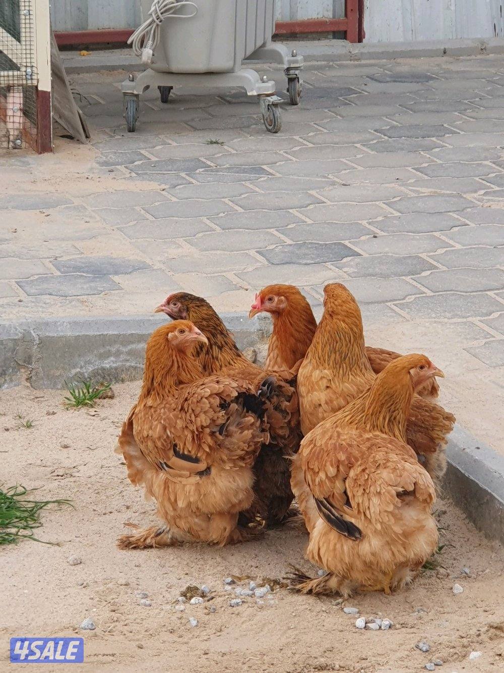 للبيع دجاج براهما0