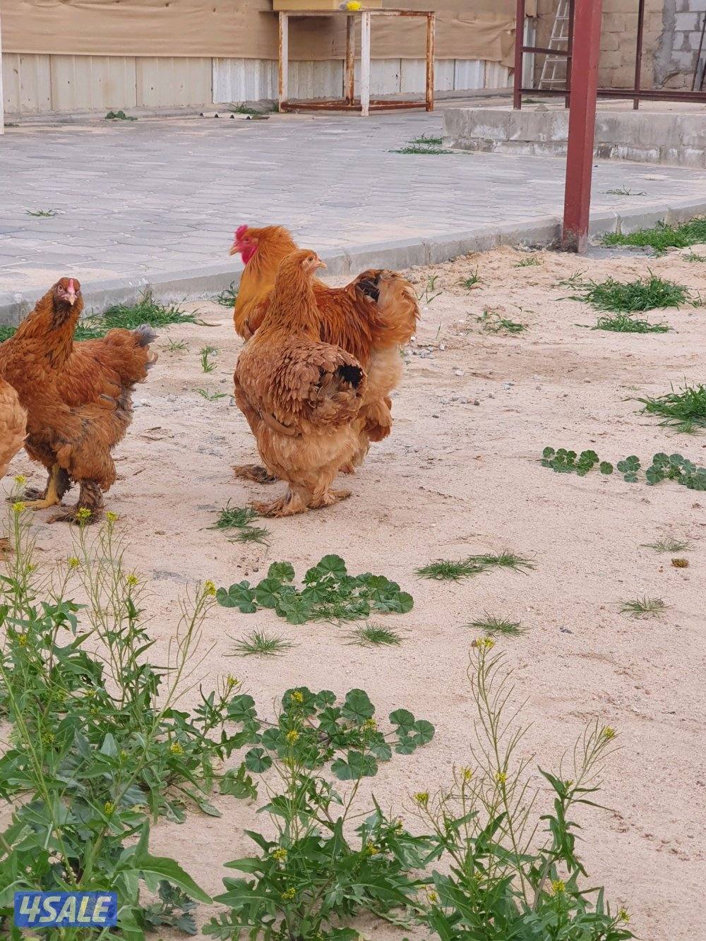 للبيع دجاج براهما1