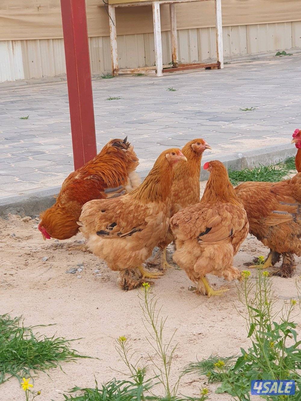 للبيع دجاج براهما2