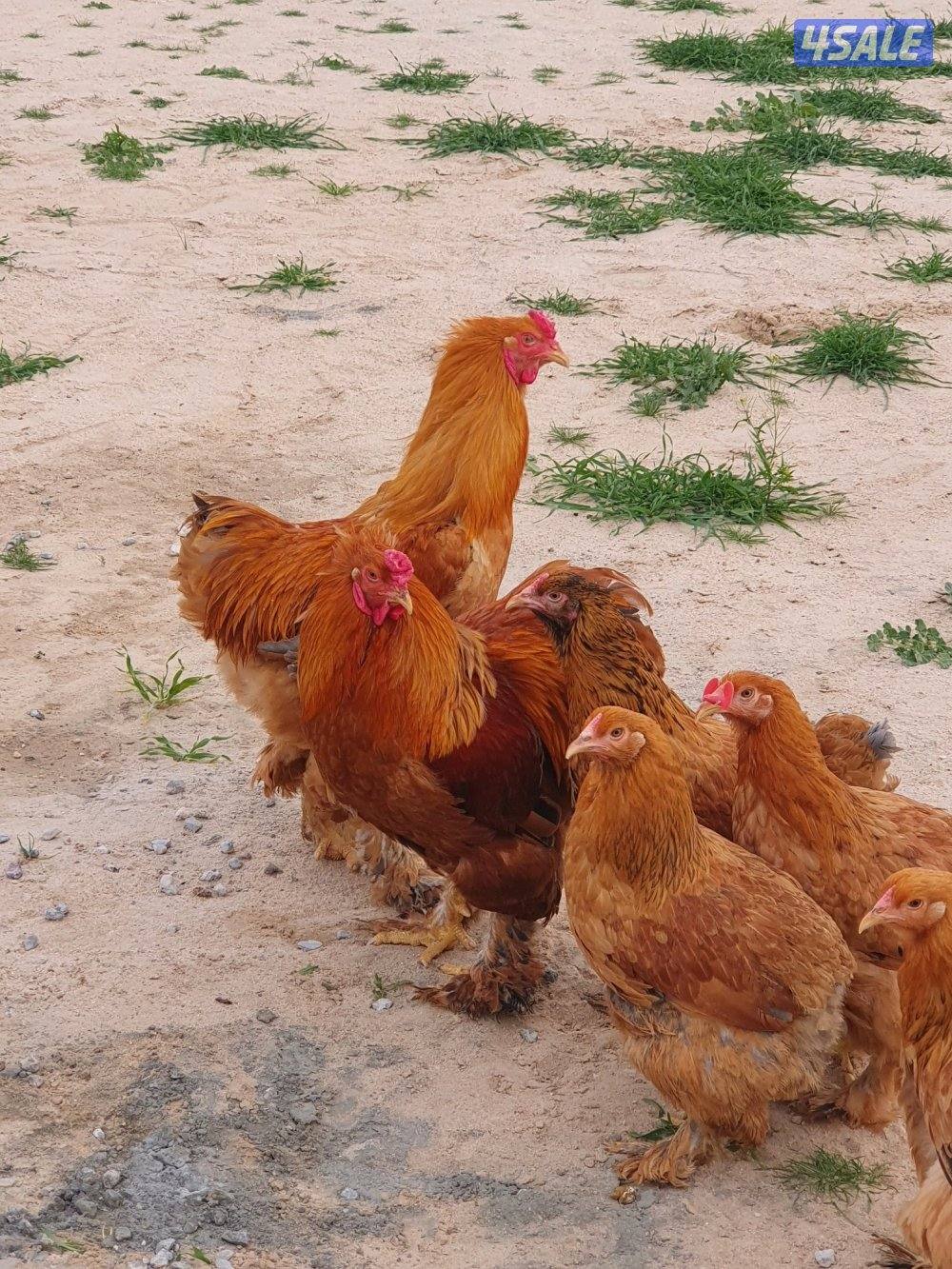 للبيع دجاج براهما4