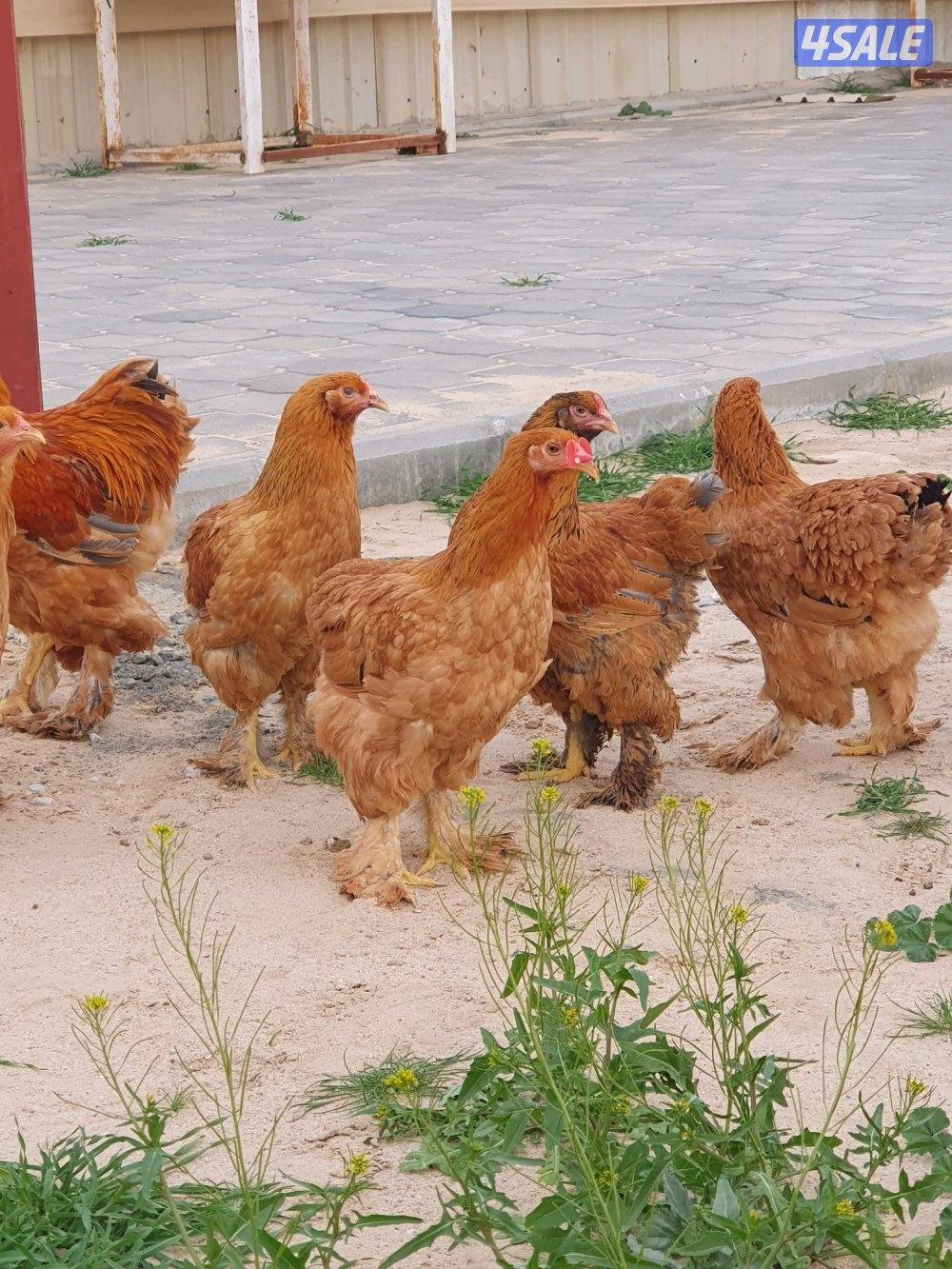 للبيع دجاج براهما3