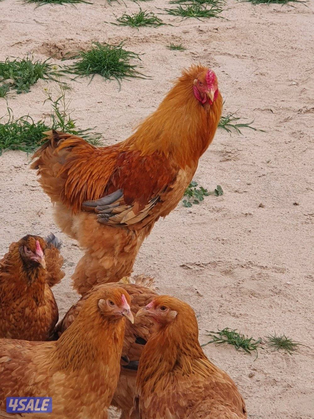 للبيع دجاج براهما5