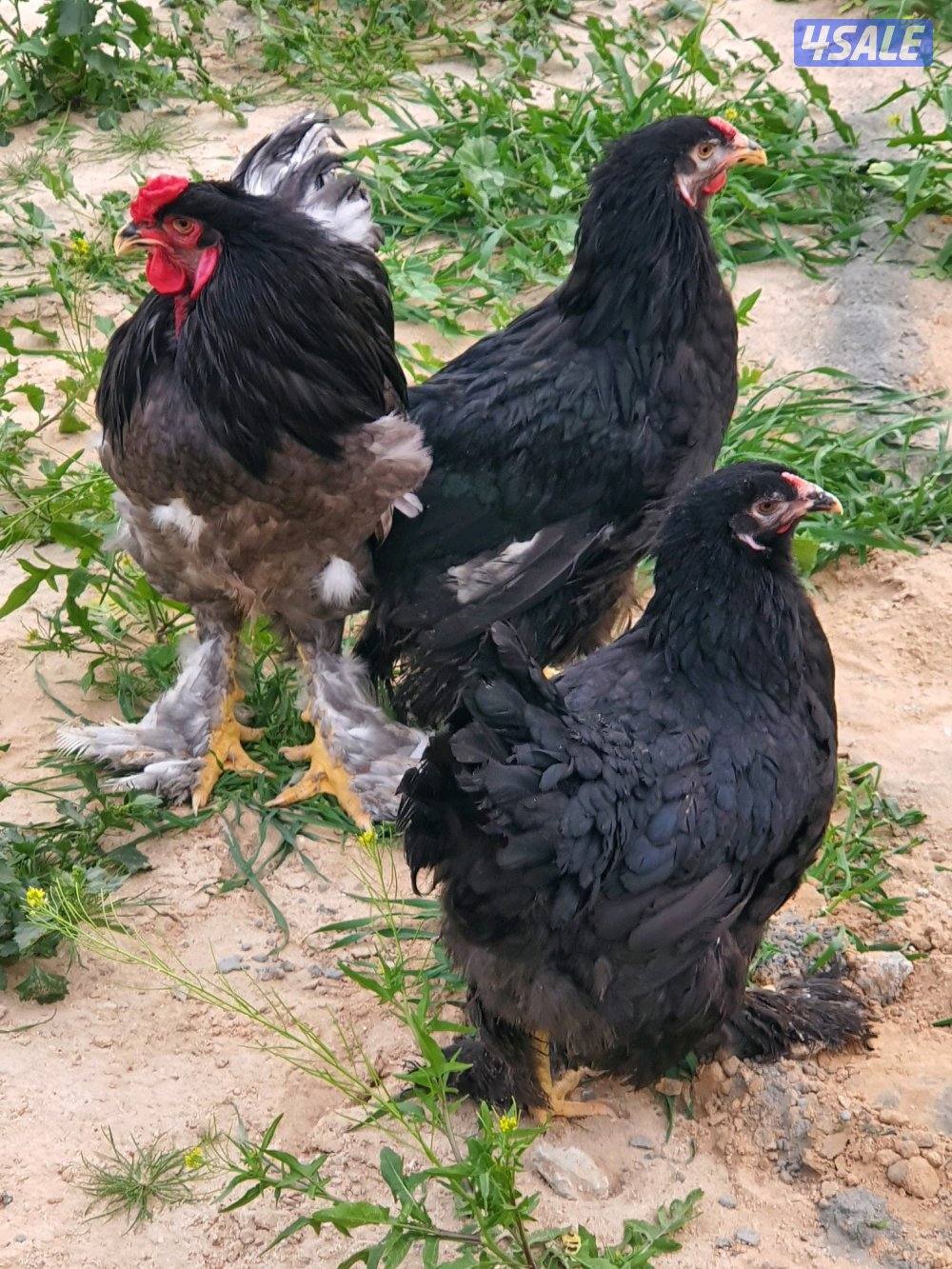 للبيع دجاج براهما6