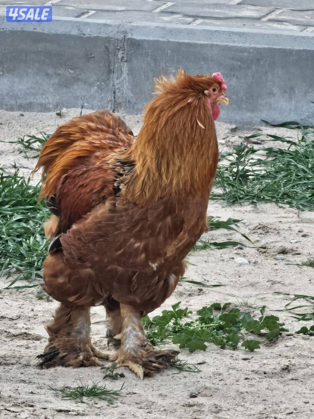 للبيع دجاج براهما9