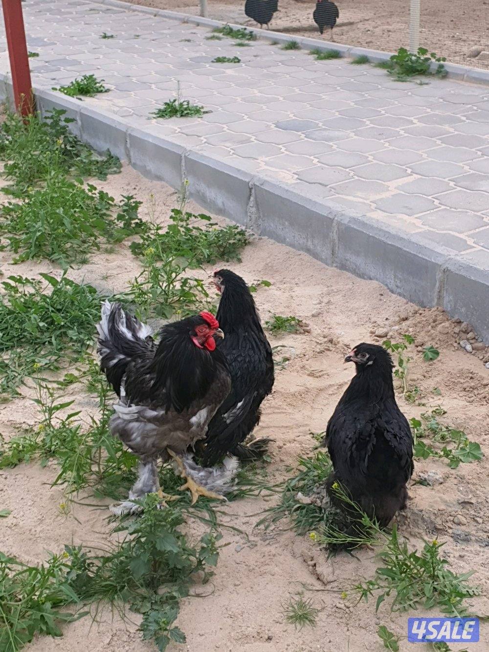 للبيع دجاج براهما10