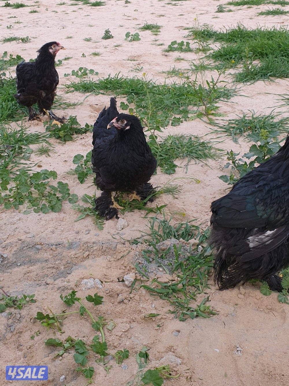 للبيع دجاج براهما11