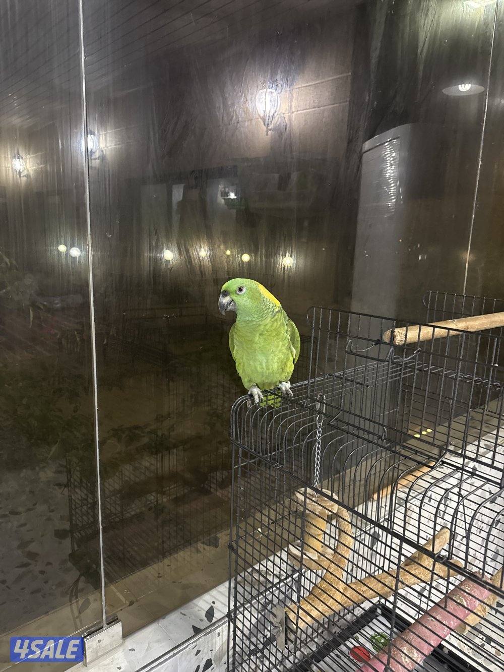 يلوناب جامبو العمر 4 سنوات يتكلم0