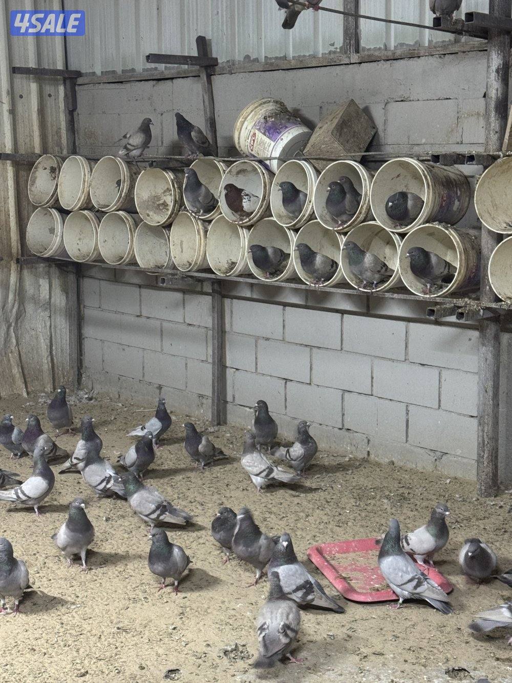 للبيع حمام زاجل العدد تقريبا ١٥٠ وللبيع حمام لاحم سلفر جامبو العدد ١٥٠0