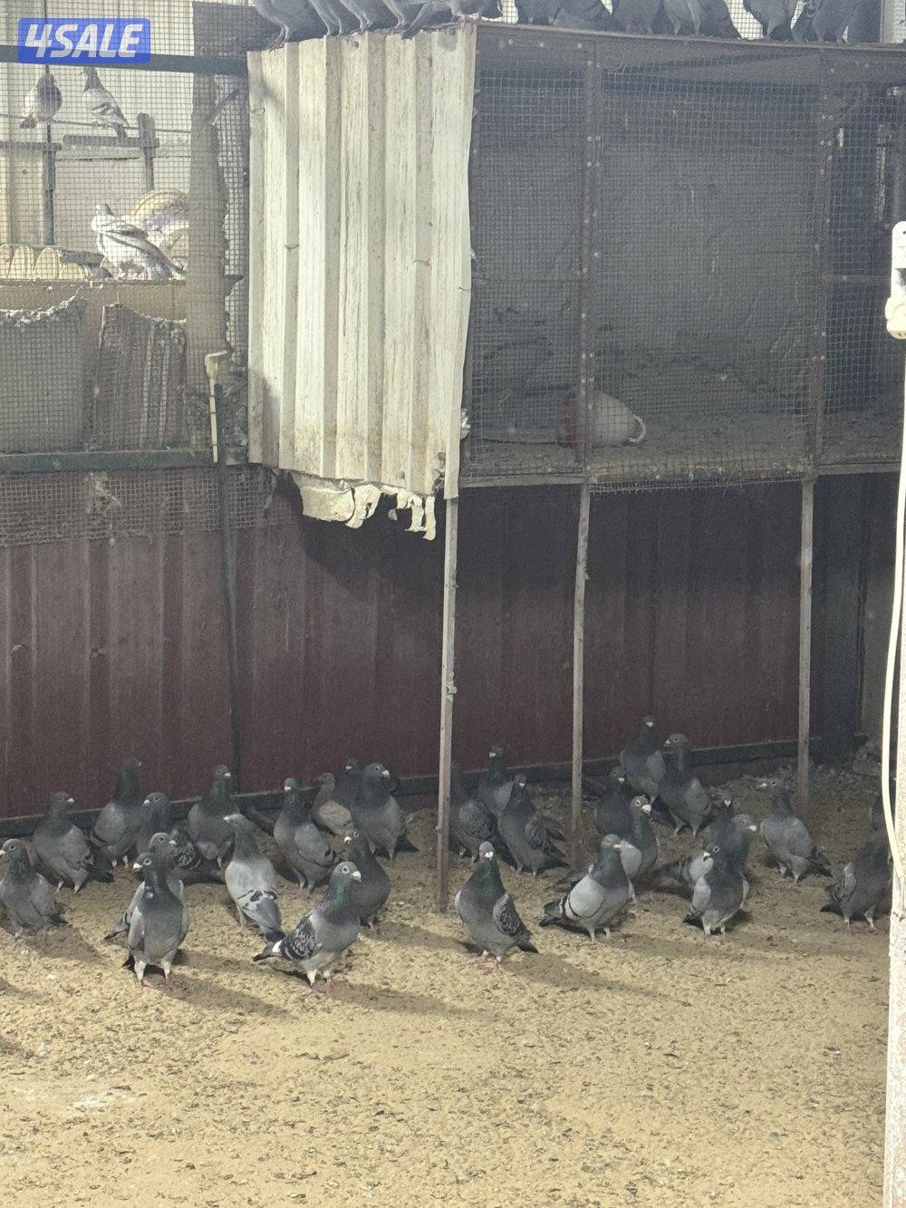 للبيع حمام زاجل العدد تقريبا ١٥٠ وللبيع حمام لاحم سلفر جامبو العدد ١٥٠1