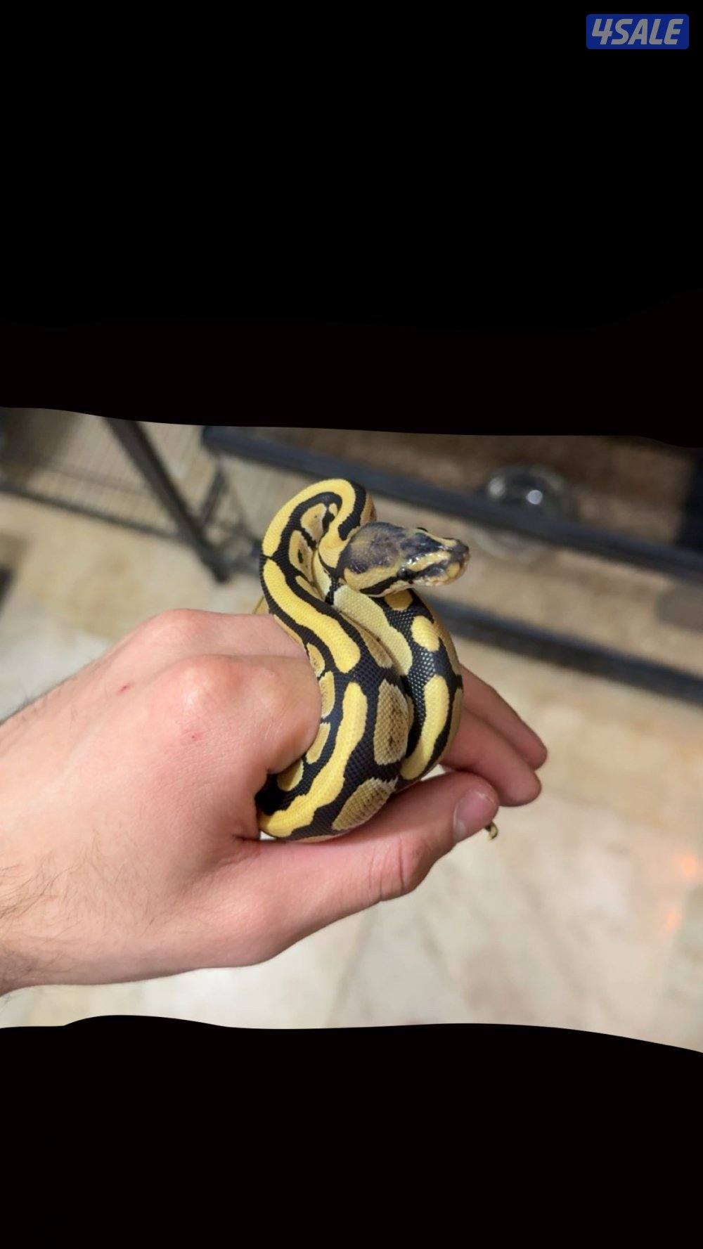 للبيع بول بايثن0