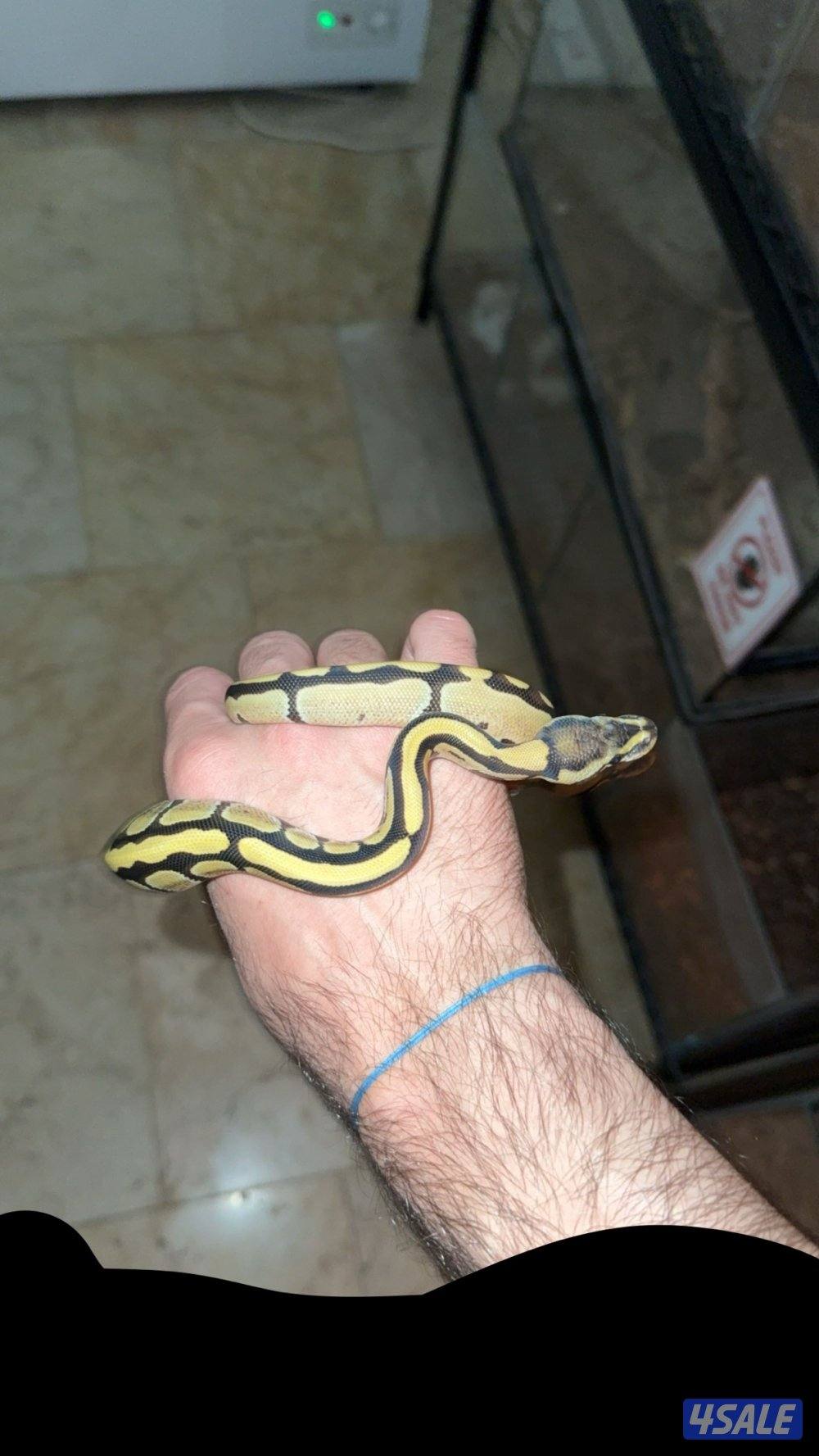 للبيع بول بايثن1