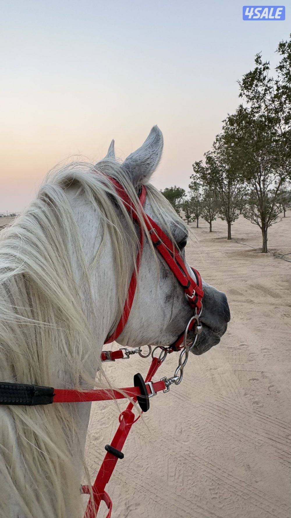 حصان بولش حفيد فياض شرط السلم والتحويل مواليد 2017 رفيع وركوب يطرب2