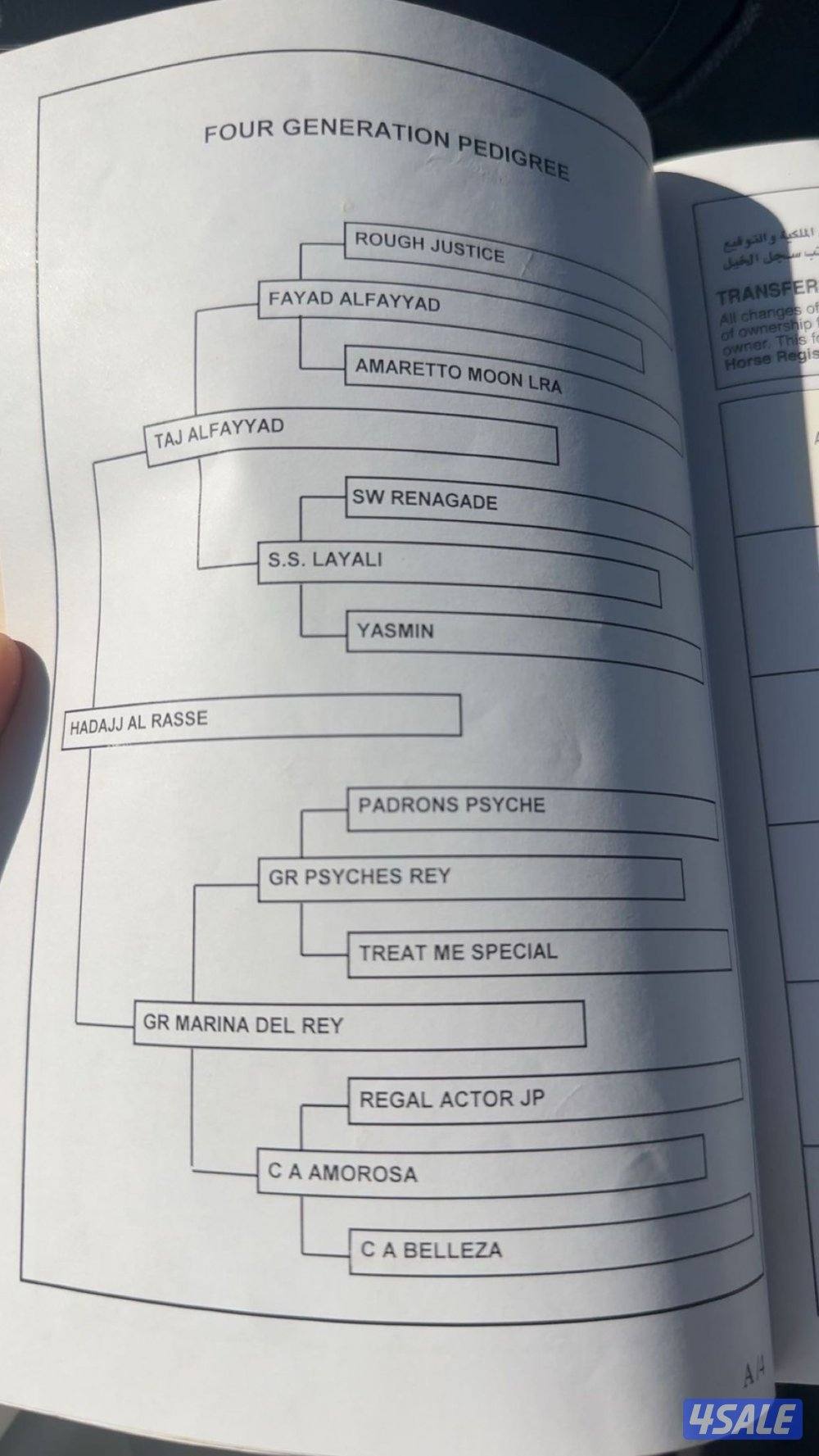 حصان بولش حفيد فياض شرط السلم والتحويل مواليد 2017 رفيع وركوب يطرب1