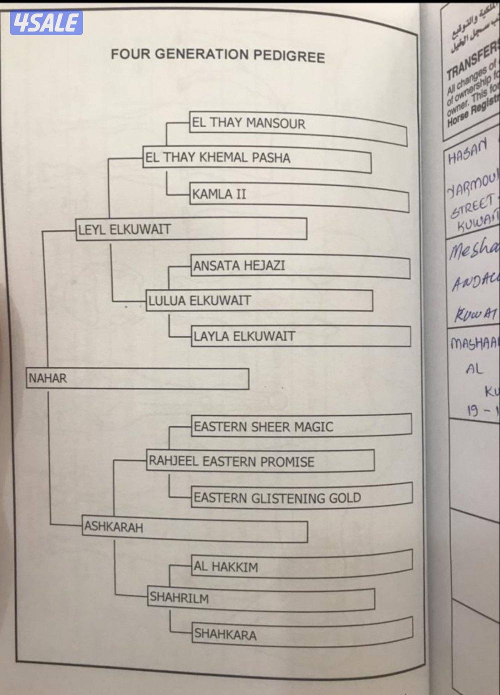 حصان مكس 20141