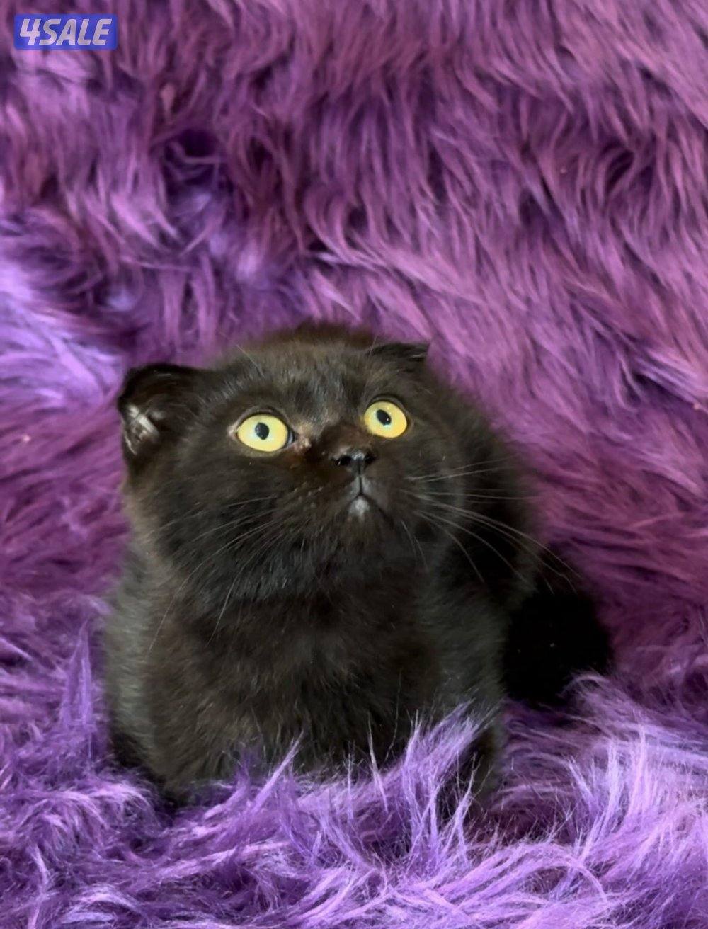 Scottish fold shorthair males0