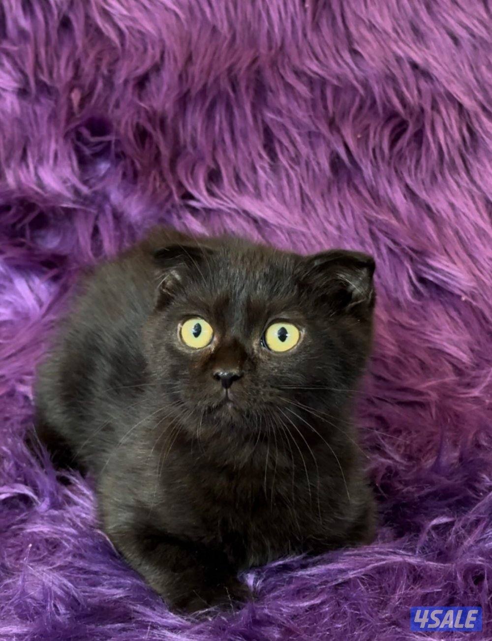 Scottish fold shorthair males1