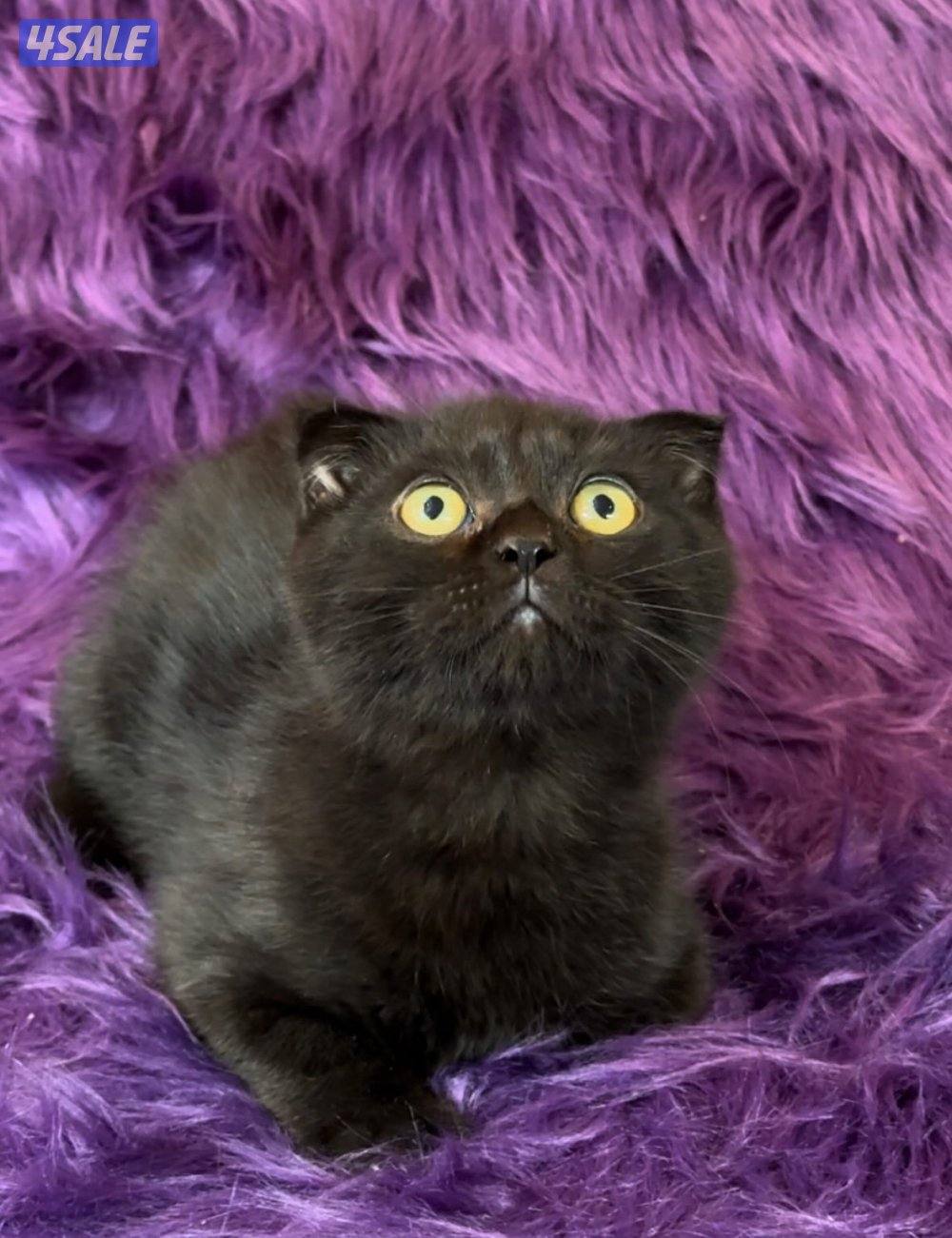 Scottish fold shorthair males2