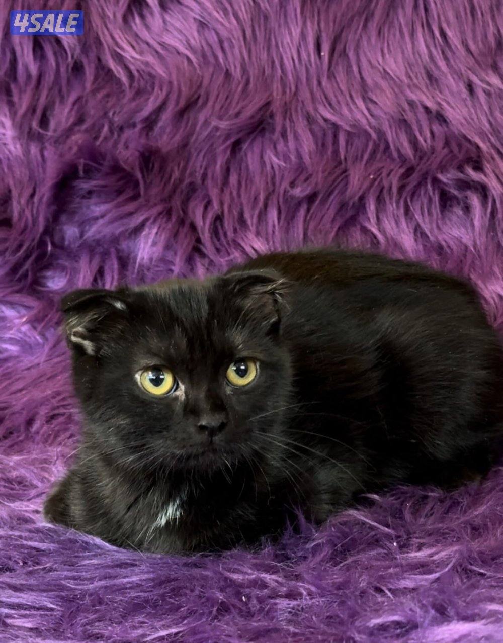 Scottish fold shorthair males5