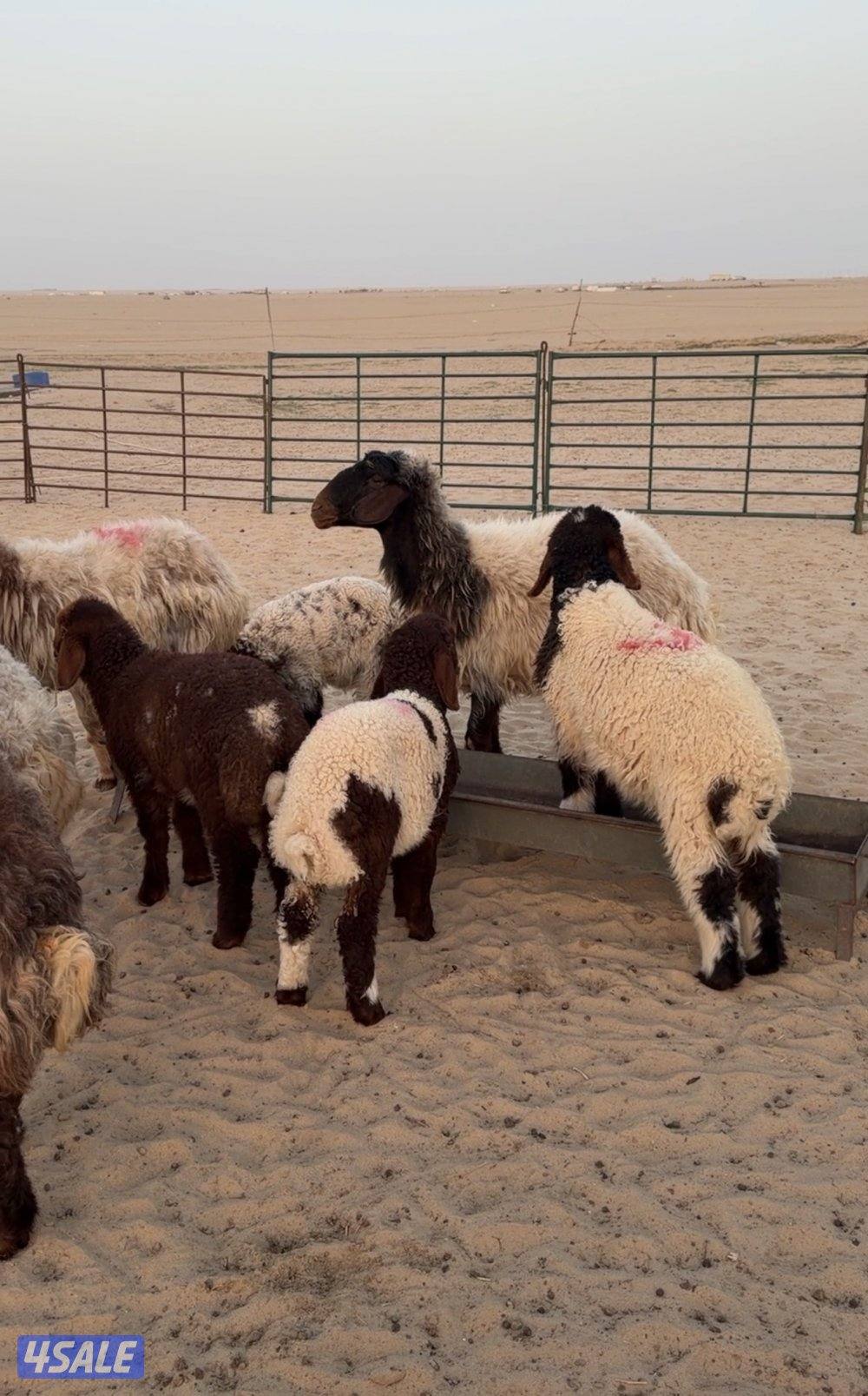 للبيع مطافيل0