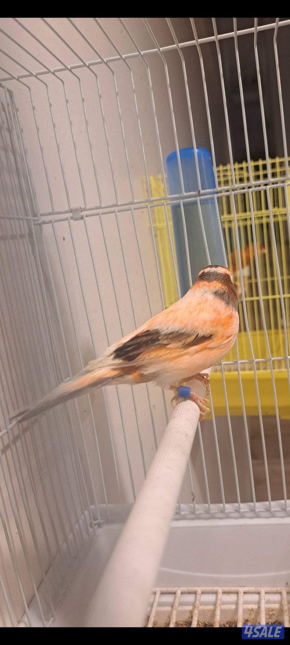 ازواج كناري + انثاي + افحل تغريد11