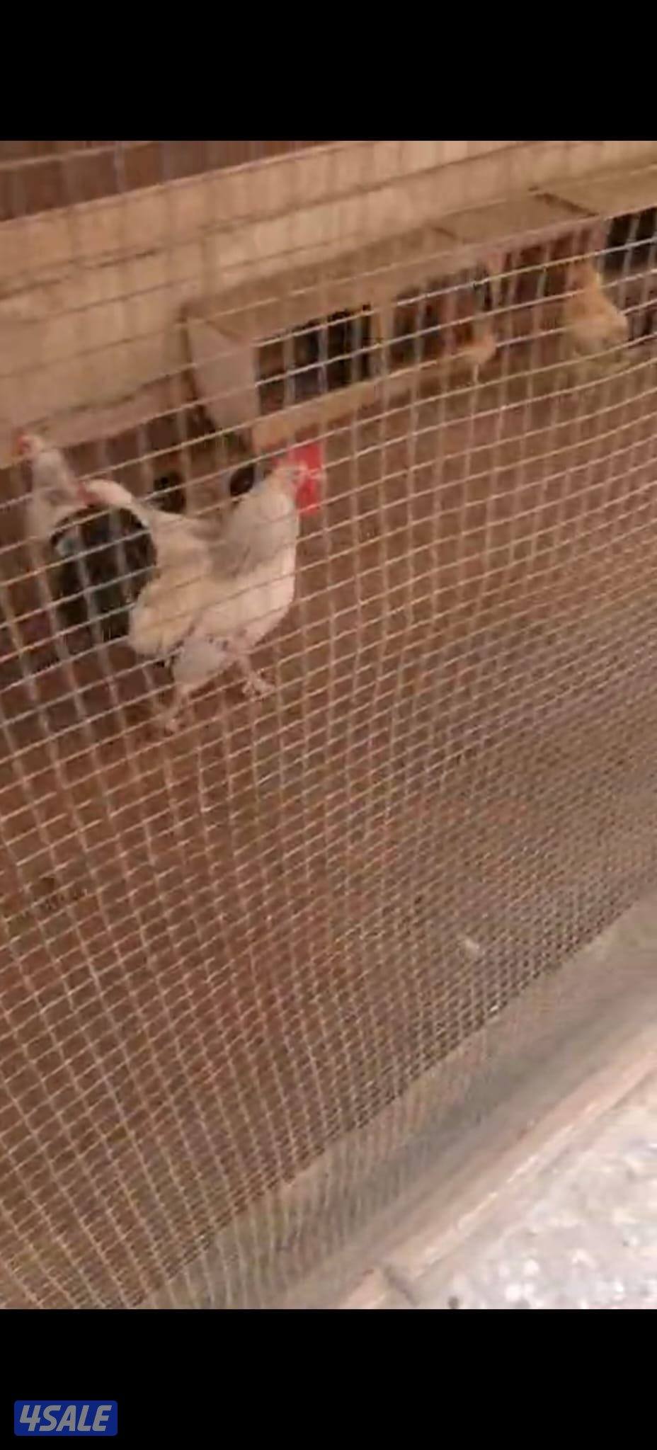 للبيع ٩ دجاجات وديك0