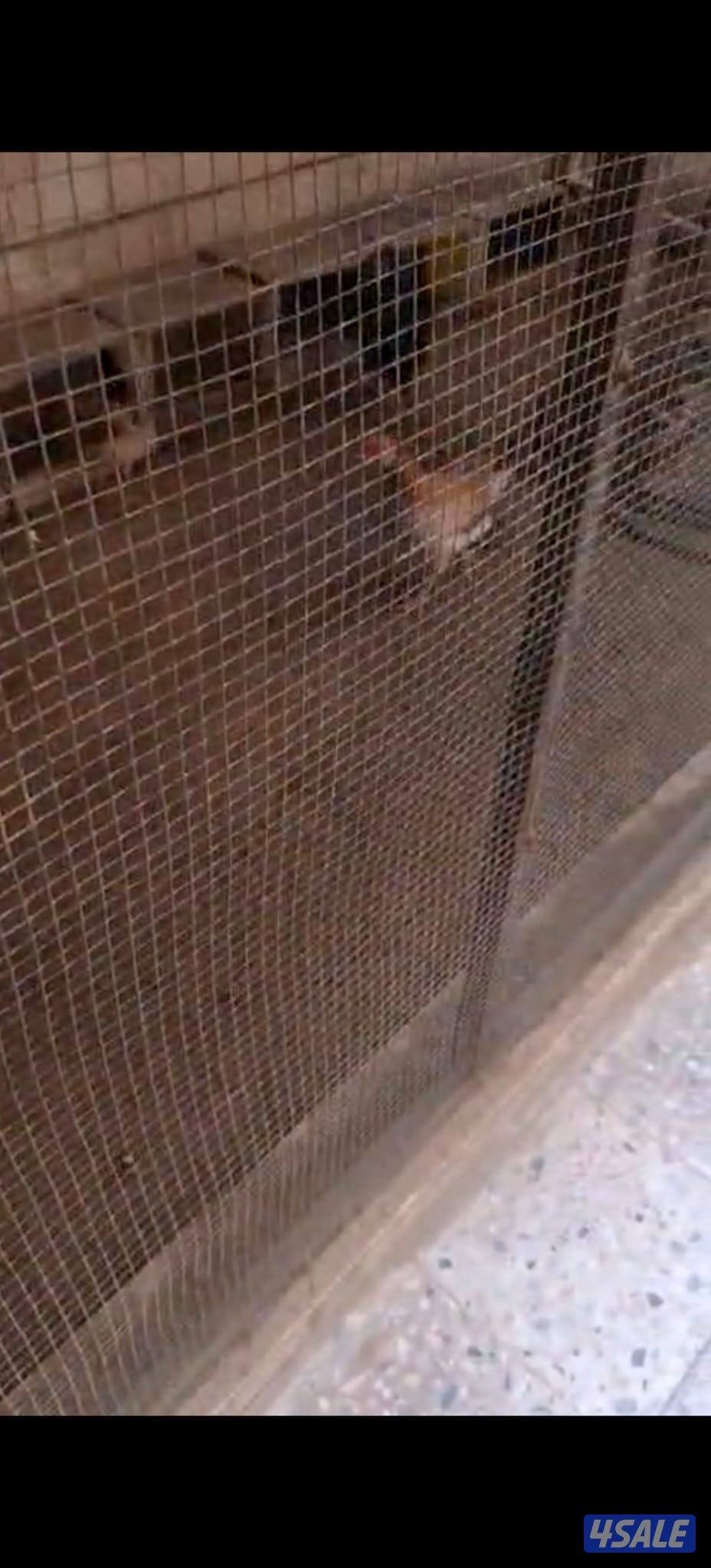 للبيع ٩ دجاجات وديك1