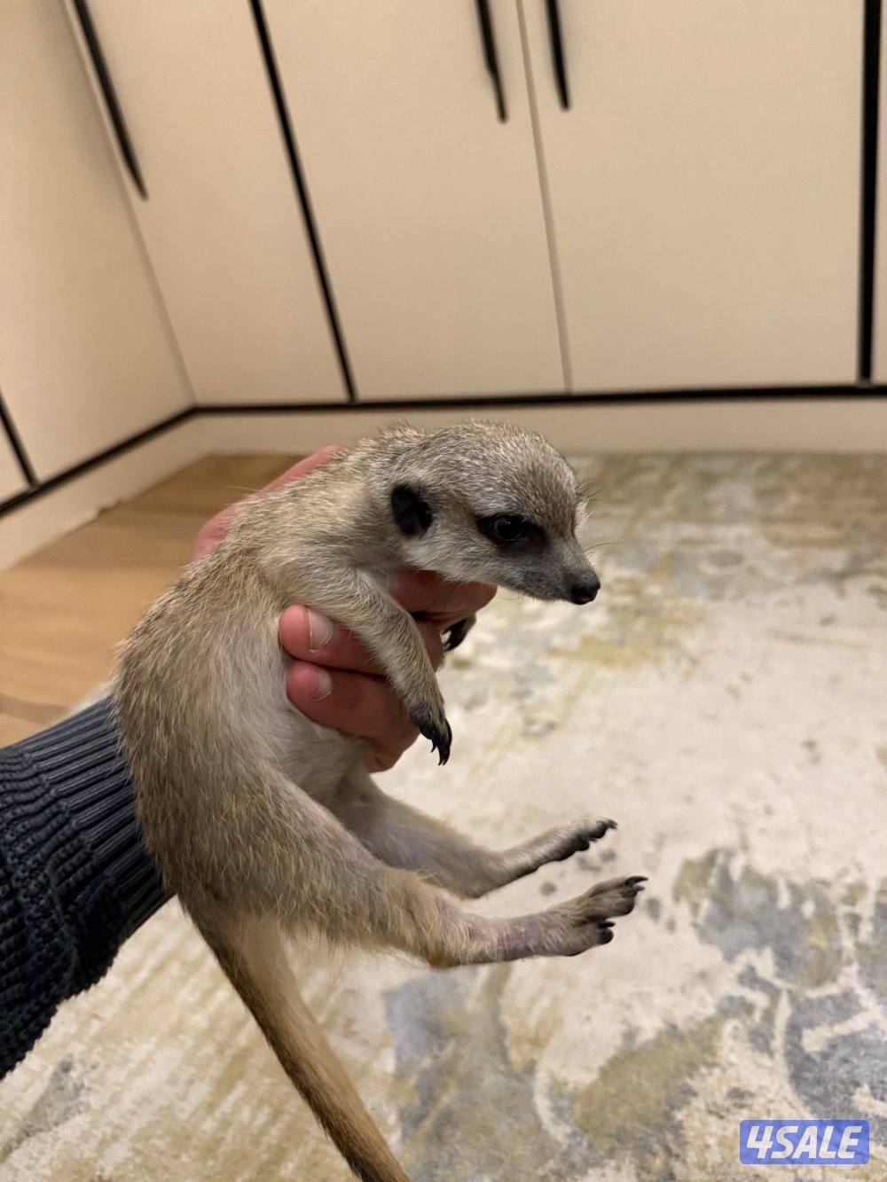 للبيع ميركات0