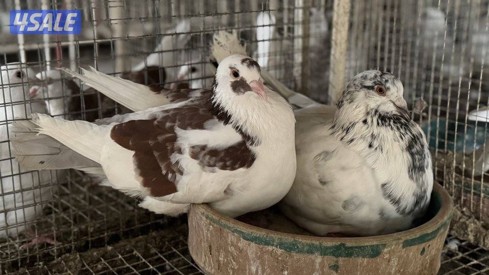 زاجل حمام تراكيب ويوحد مع تاكسن احجام xxx9-9-1-1-7-0-0-00