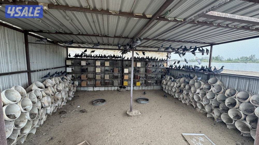 زاجل حمام تراكيب ويوحد مع تاكسن احجام xxx9-9-1-1-7-0-0-02