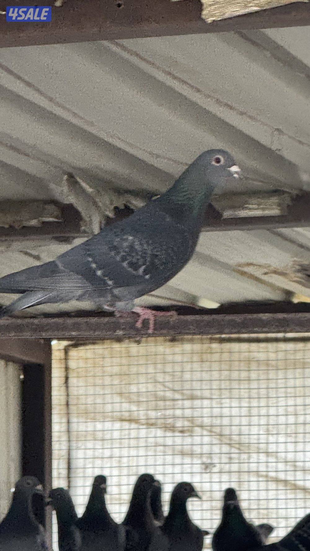 زاجل حمام تراكيب ويوحد مع تاكسن احجام xxx9-9-1-1-7-0-0-04