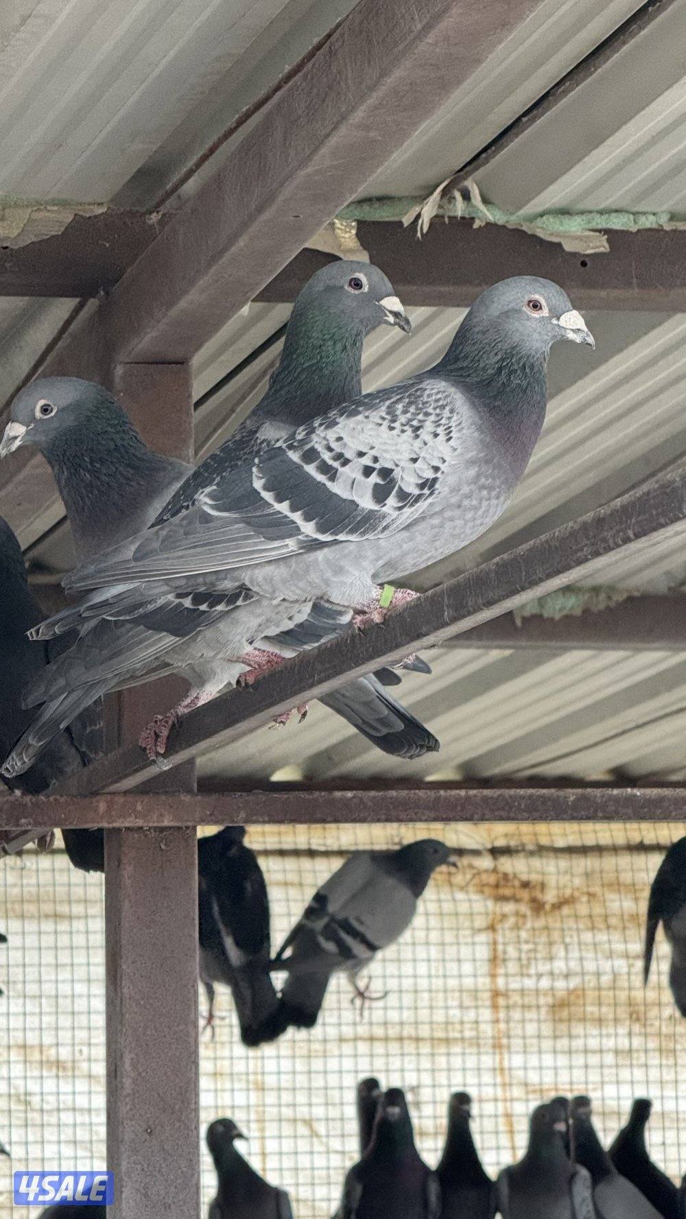 زاجل حمام تراكيب ويوحد مع تاكسن احجام xxx9-9-1-1-7-0-0-06