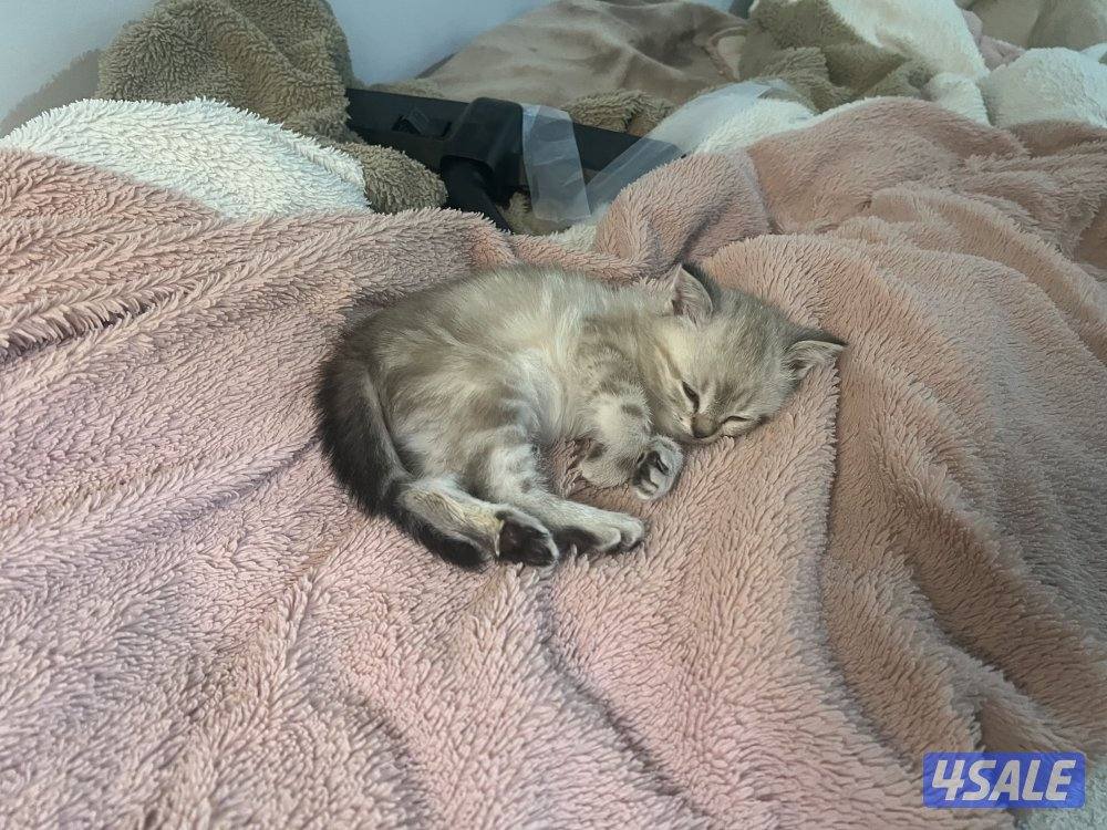 للبيع برتش العمر شهرين0