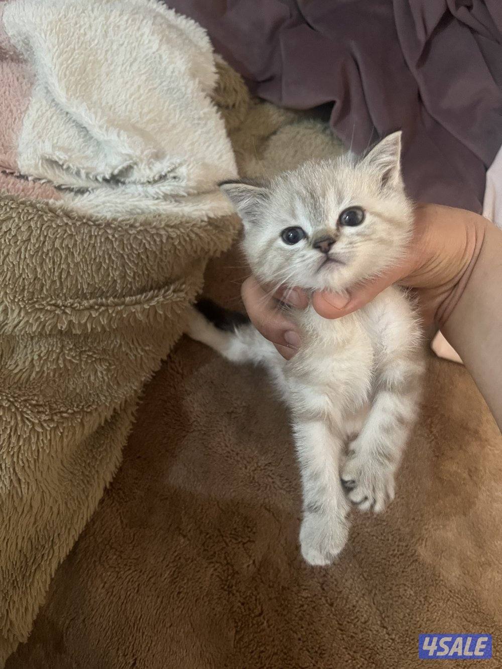 للبيع برتش العمر شهرين2