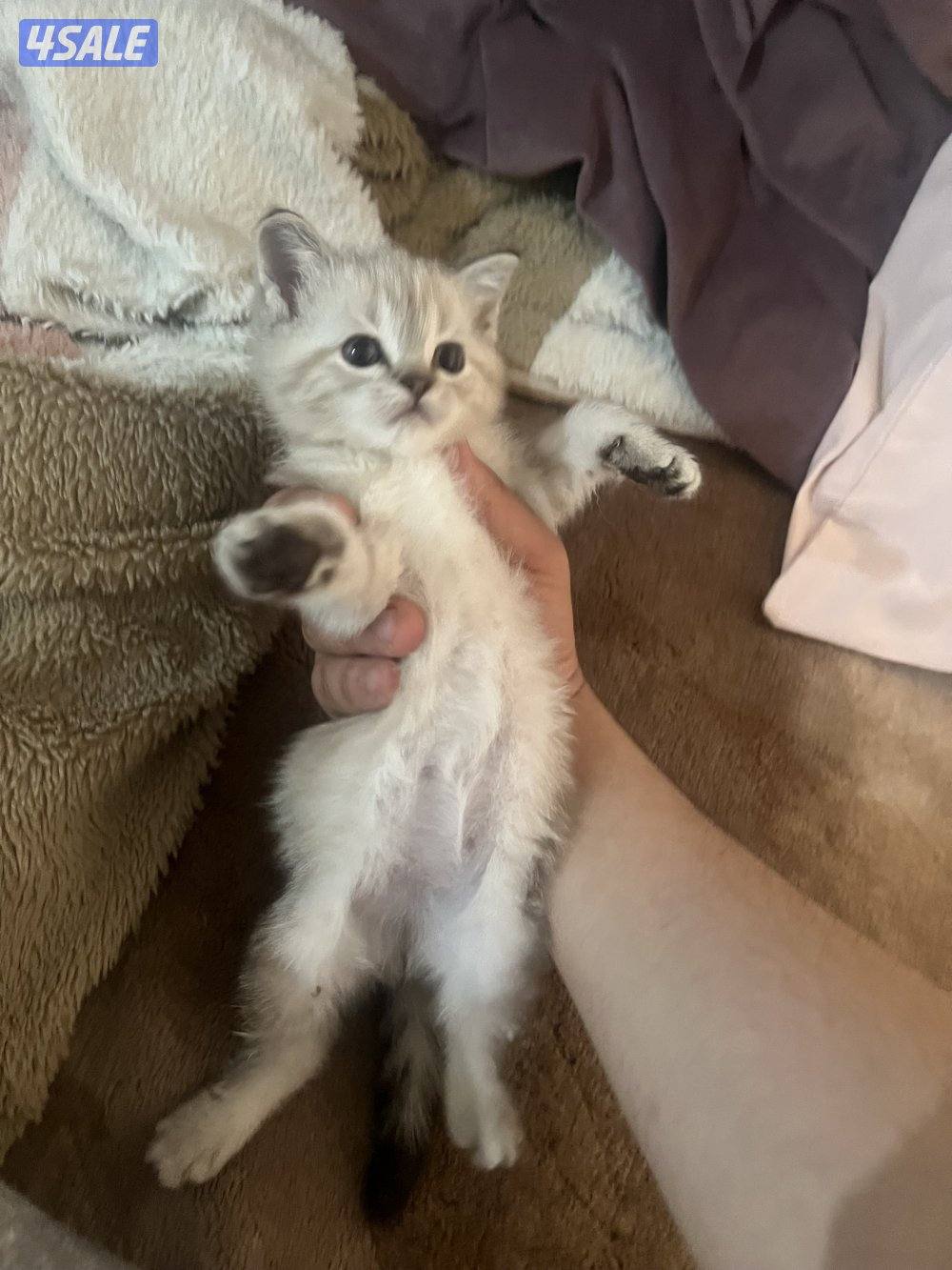 للبيع برتش العمر شهرين3