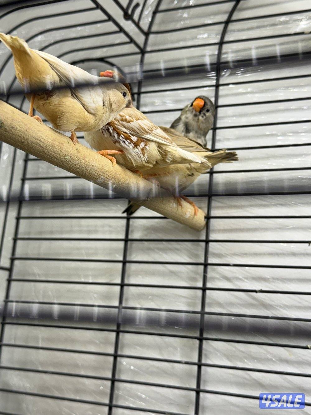 طيور زيبرا للبيع -زوج اورنج +فروخ اكريميات0