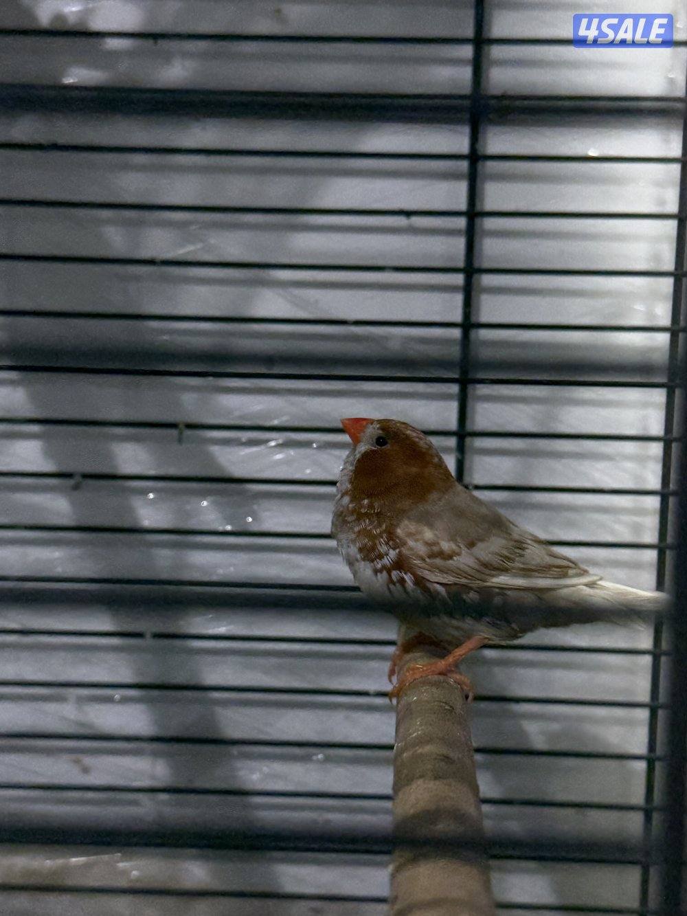 طيور زيبرا للبيع -زوج اورنج +فروخ اكريميات1