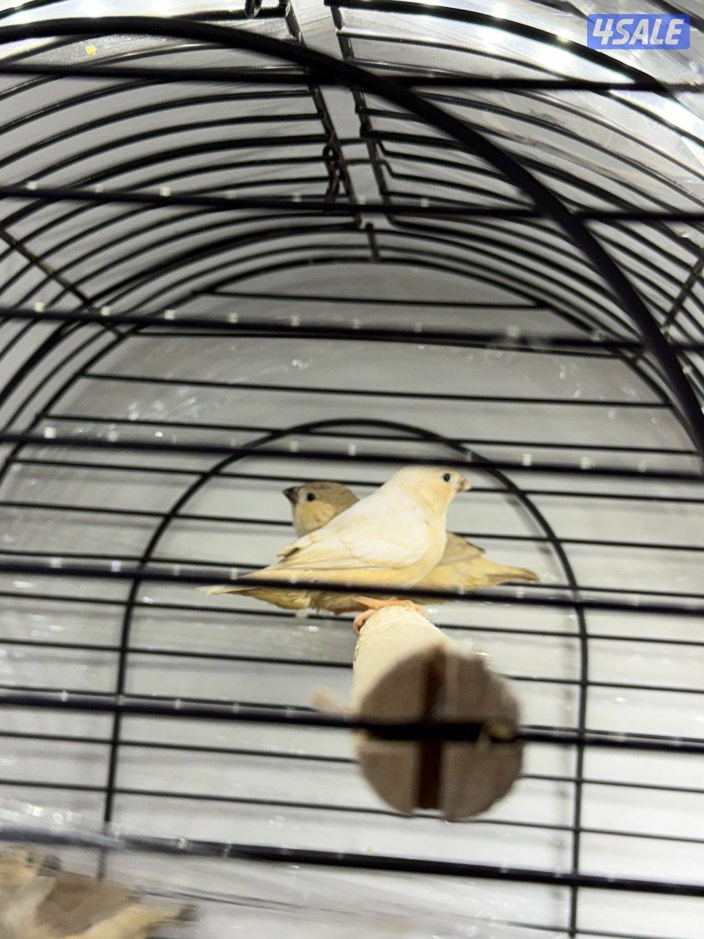 طيور زيبرا للبيع -زوج اورنج +فروخ اكريميات3