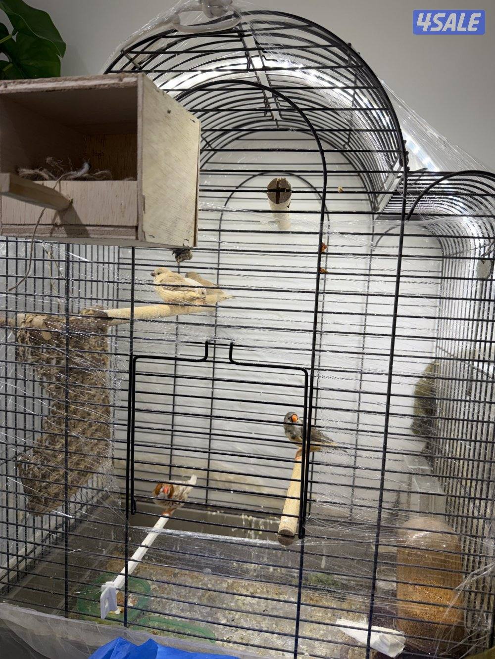 طيور زيبرا للبيع -زوج اورنج +فروخ اكريميات4